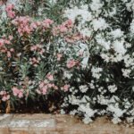 Hydra’s Bloom – SS26 Sandals Collection